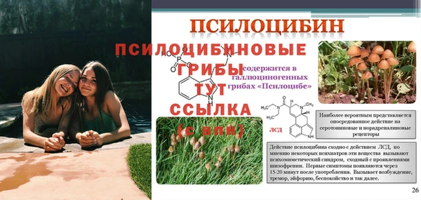 PSILOCYBIN Аркадак